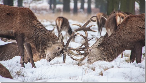 Lutte de pouvoir, laissons ça au animaux (photo de Ming Jun Tan)